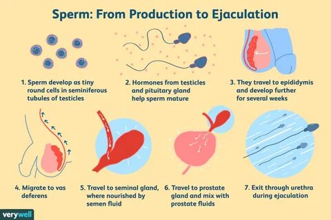 Sperm production to ejaculation. 