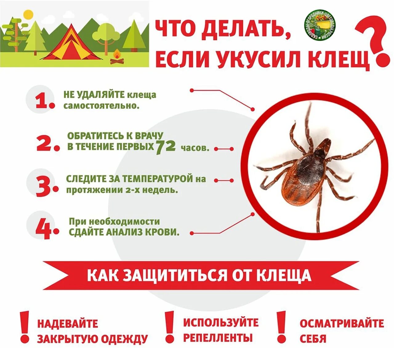 Чем обработать после удаления клеща. Осторожно клещей.