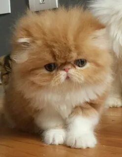 Коты со сплющенной