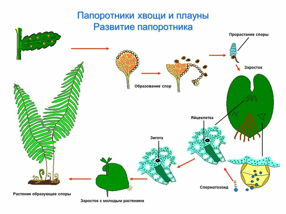 Жизненный цикл хвощей и плаунов схема. Жизненный цикл папоротника схема. Жизненный цикл хвоща и плауна схема. Размножение папоротника спорами. Мужские гаметы папоротников