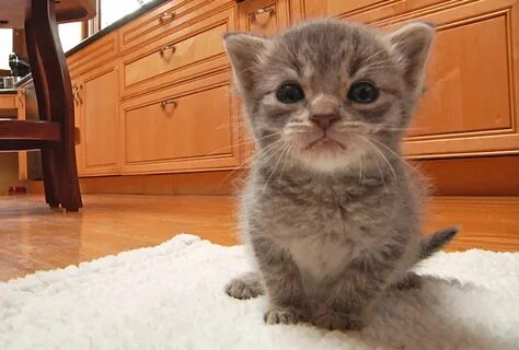 Коте 0