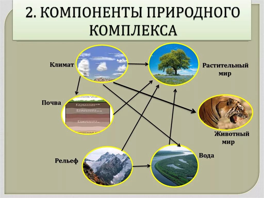 Схема природного комплекса. Природные компоненты. Компонент природного комплекса. Природные компоненты природного комплекса.