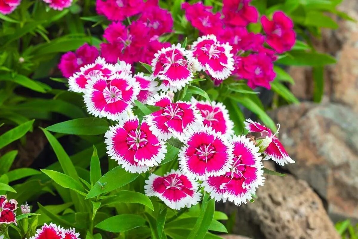 Гвоздика выращивание и уход. Dianthus chinensis гвоздика китайская. Dianthus chinensis l. — гвоздика китайская. Садовая гвоздика (Dianthus caryophyllus). Гвоздика (Dianthus chinensis) Coronet.