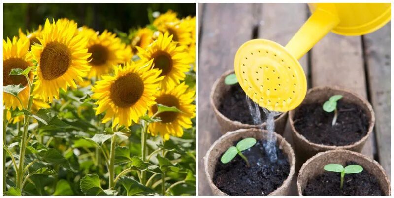 Кудрявая в подсолнухах. Подсолнечник из семян. Как правильно подсолнух. Описание подсолнуха. Цветковые растения подсолнух.