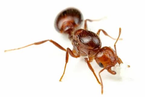 Solenopsis geminata