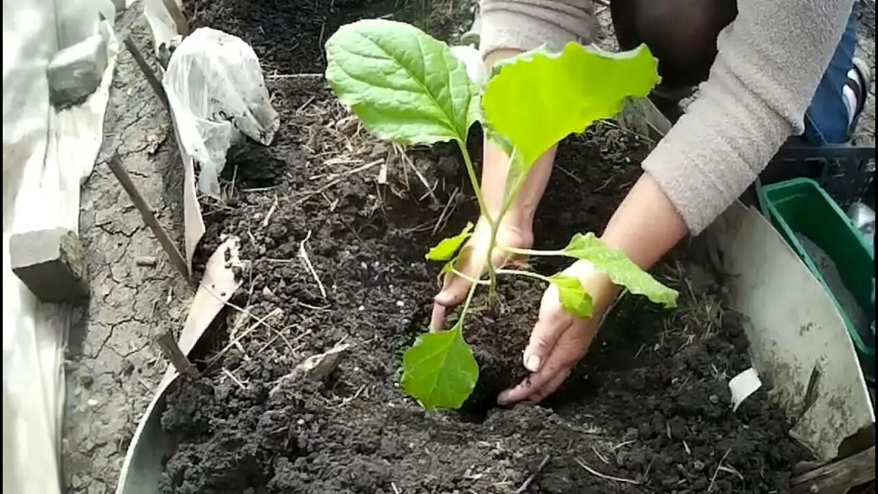 Подкормка рассады баклажан в домашних. Подкормка баклажанов. Рассада баклажан. Подкормка рассады баклажан. Подкормка баклажанов золой.