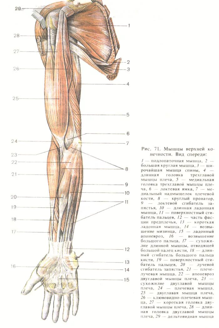 Анатомия верхней конечности. Мышцы верхней конечности вид спереди. Основные мышцы верхних конечностей анатомия. Мышцы плечевого пояса и верхней конечности. Поверхностные мышцы верхней конечности спереди.