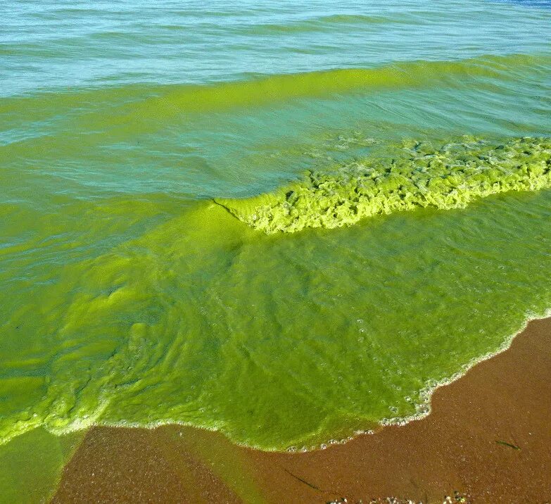 Образует желтую воду. Цветение воды цианобактерии. Цианобактерии эвтрофикация. Эвтрофикация воды черного моря. Цветение водорослей в черном море.