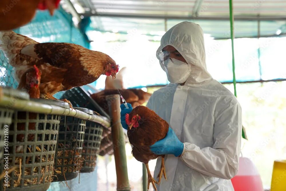 Птичий грипп h5n1. Высокопатогенного гриппа птиц. птичий грипп на птицефабрике.