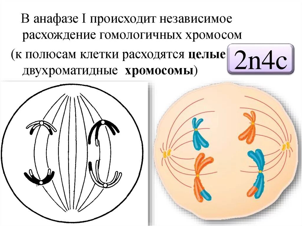 Случайная комбинация негомологичных хромосом в мейозе. Мейоз 2 анафаза 2. Анафаза мейоза 1. Анафаза 1 мейоз рис. Расхождение хромосом в мейозе анафаза 1.