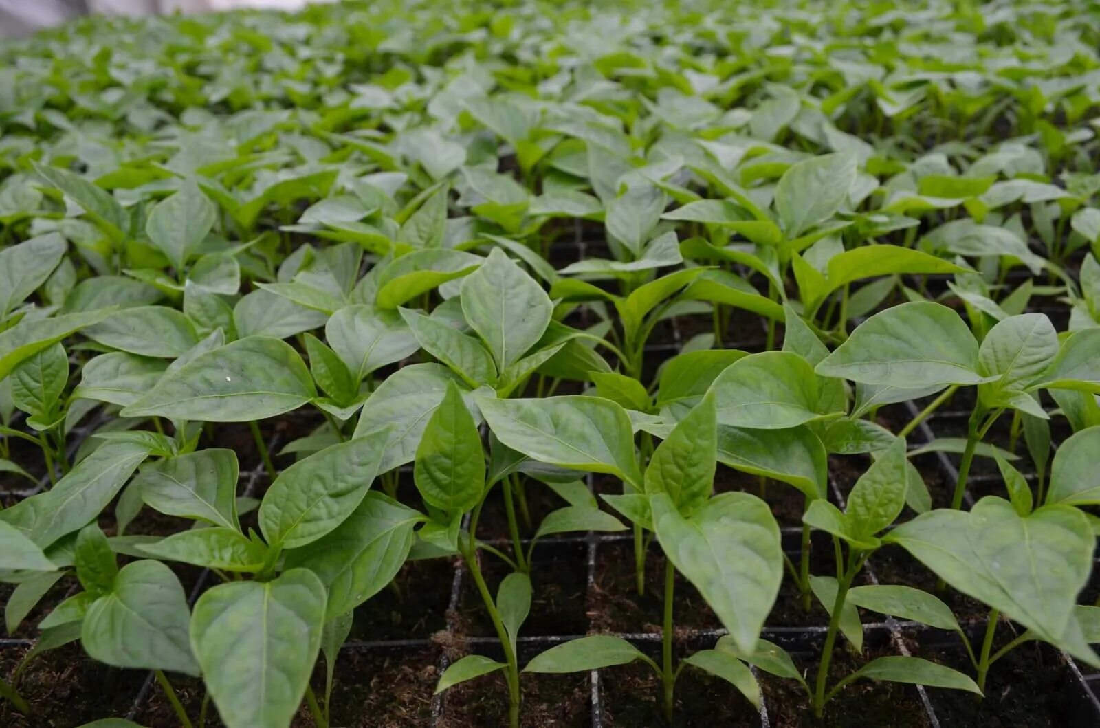 карликовость рассады перца. рассада перца. крепкая рассада перца. перец сладкий рассада. крепкая рассада перца.