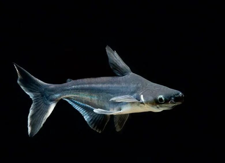 AQUARIUM SHARK INJURY BLOOD IN EYE SOLUTION THE PETIST EPISODE 1 PD CASTEL You