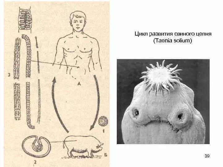 Бычий цепень дегенерация. Жизненный цикл свиного солитера схема. Цикл развития свиного цепня. Жизненный цикл свиного цепня. Жизненный цикл свиного цепня биология.