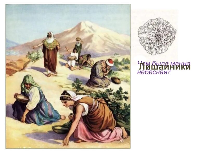 Манна небесная значение фразеологизма. Манна небесная лишайник. манна небесная исход. манна лишайник. манна небесная растение.