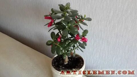 Денежное дерево краснеет