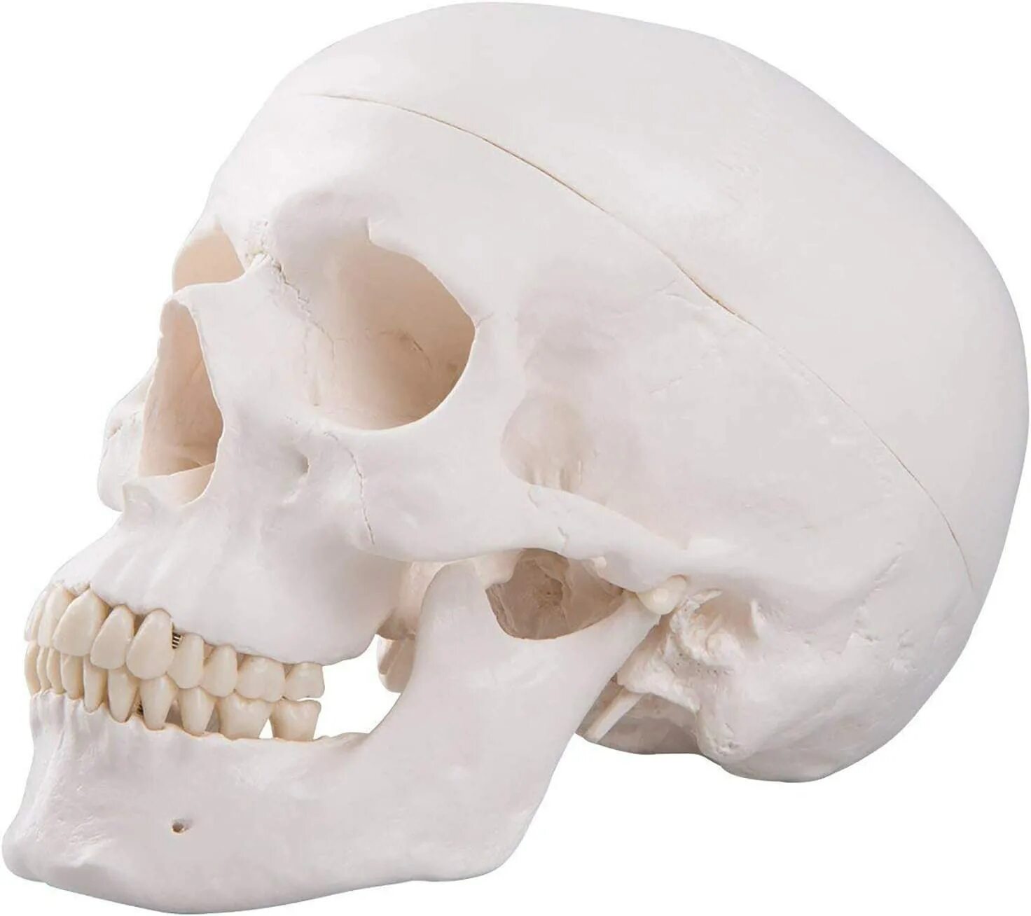 Череп человека. Кости черепа. Кости человеческого черепа. Анатомически правильный череп.