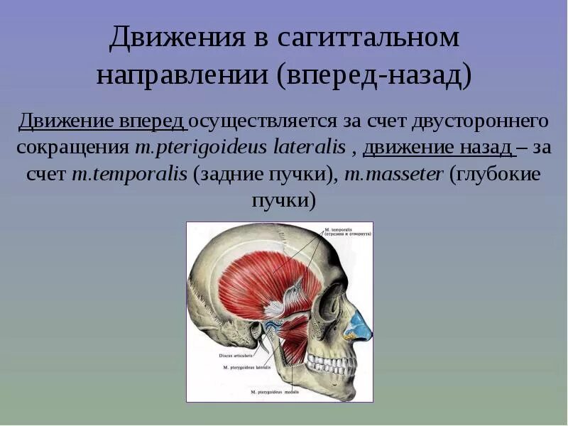 Движение нижней челюсти назад. Сагиттальные движения нижней челюсти. саггиьальные движение нижней челюсти. движения нижней челюсти в сашитальном плоскости. движения в сагиттальном направлении нижней челюсти.