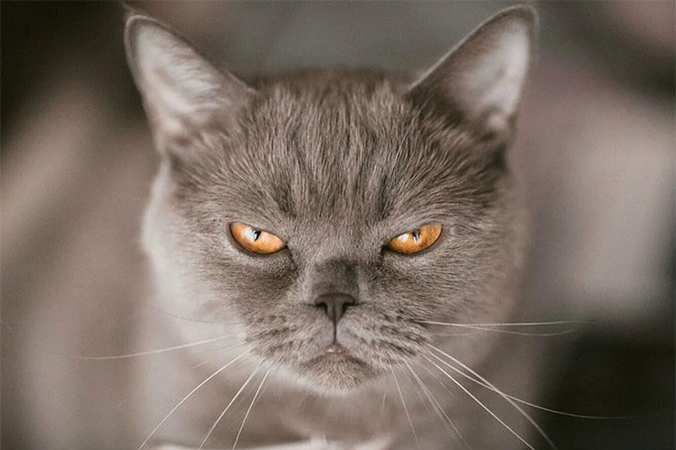 Злобный кот. Сердитый кот британец. Злой кот. Кот со злой мордой. Недовольная морда.