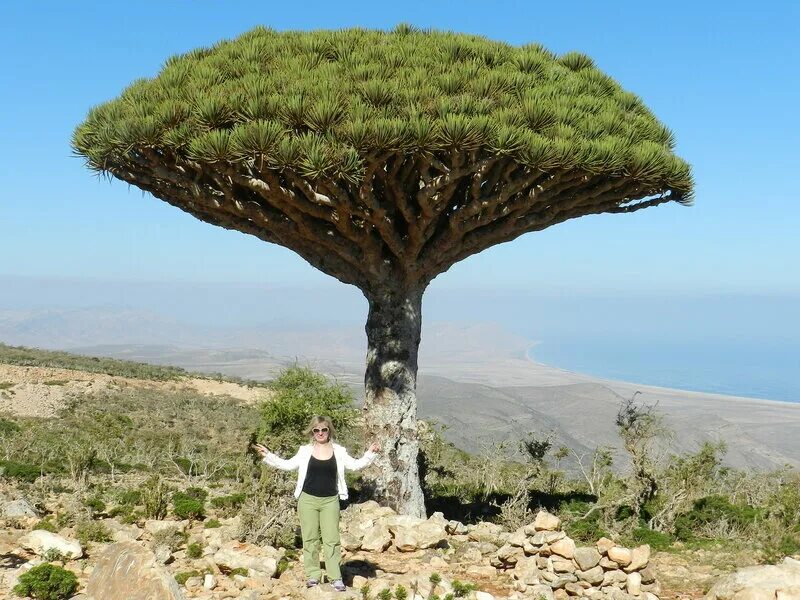 Москва сокотра. Плато диксам сокотра. Москва сокотра. Сокотра йемен драконовое дерево. Дорстения гигантская сокотра.