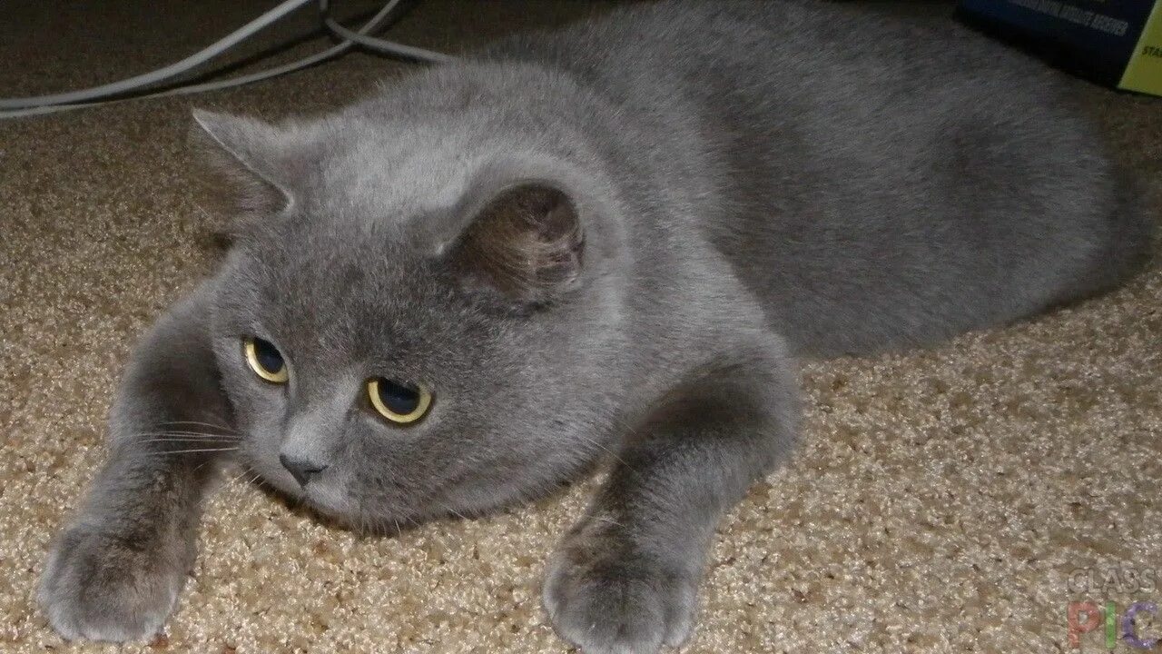 Кот дымчатого окраса. Британский прямоухий кот. британская кошка короткошерстная серая. британская голубая прямоухая порода кошек. шотландская голубая кошка прямоухая.