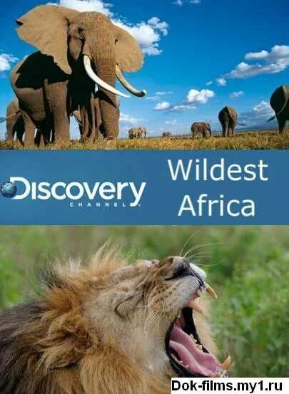 Discovery Африка. Animal Planet в дебрях Африки. Большая Африканская пятёрка. Discover Wildlife in Africa. Open discover