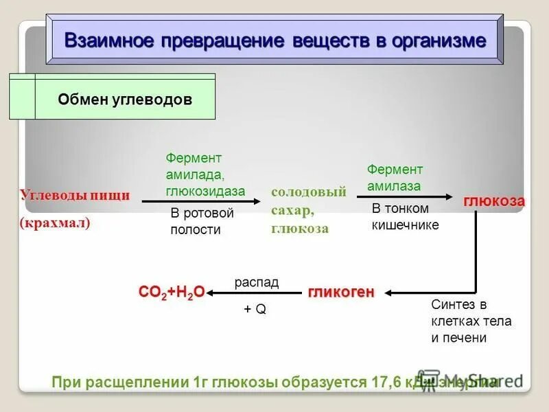 Схема превращения углеводов в организме человека. Схема метаболизма углеводов. Этапы углеводного обмена в организме. Углеводы превращение вещества в организме. Этапы расщепления крахмала