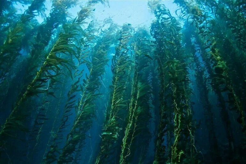 Посидония (растение). Водоросли бентос зелёные. Рогульник плавающий водяной орех. Водоросли в пруду. Подводные листья кувшинки.