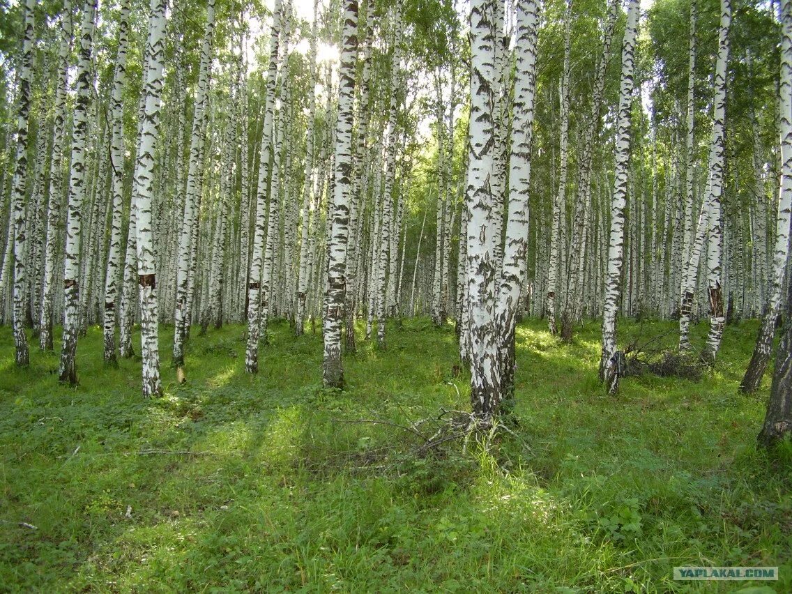 Березняк Кисличный. Березняк лес. Березняк Березняк Березняк Кязи. Карликовый Березняк.