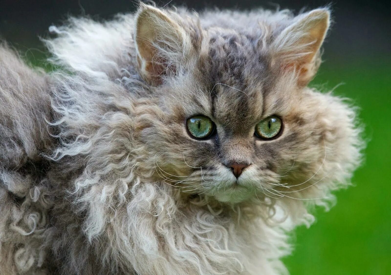 Кот селкирк рекс. Кот селкирк рекс. Кудрявые коты. Кудрявые коты. Селкирк рекс.