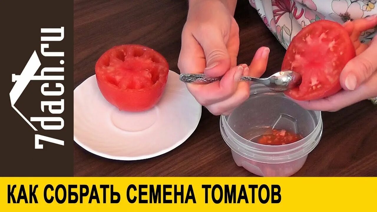 Сохранить семена томатов. Собираем семена томатов. Собрать семена помидора. Заготовка семян томатов. Помидоры на семена в домашних условиях.
