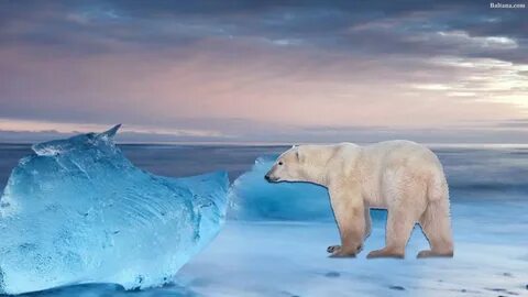 Ice borne