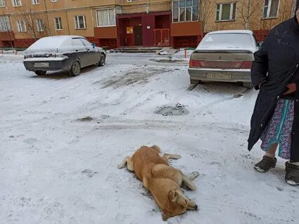 Отстрел бездомных