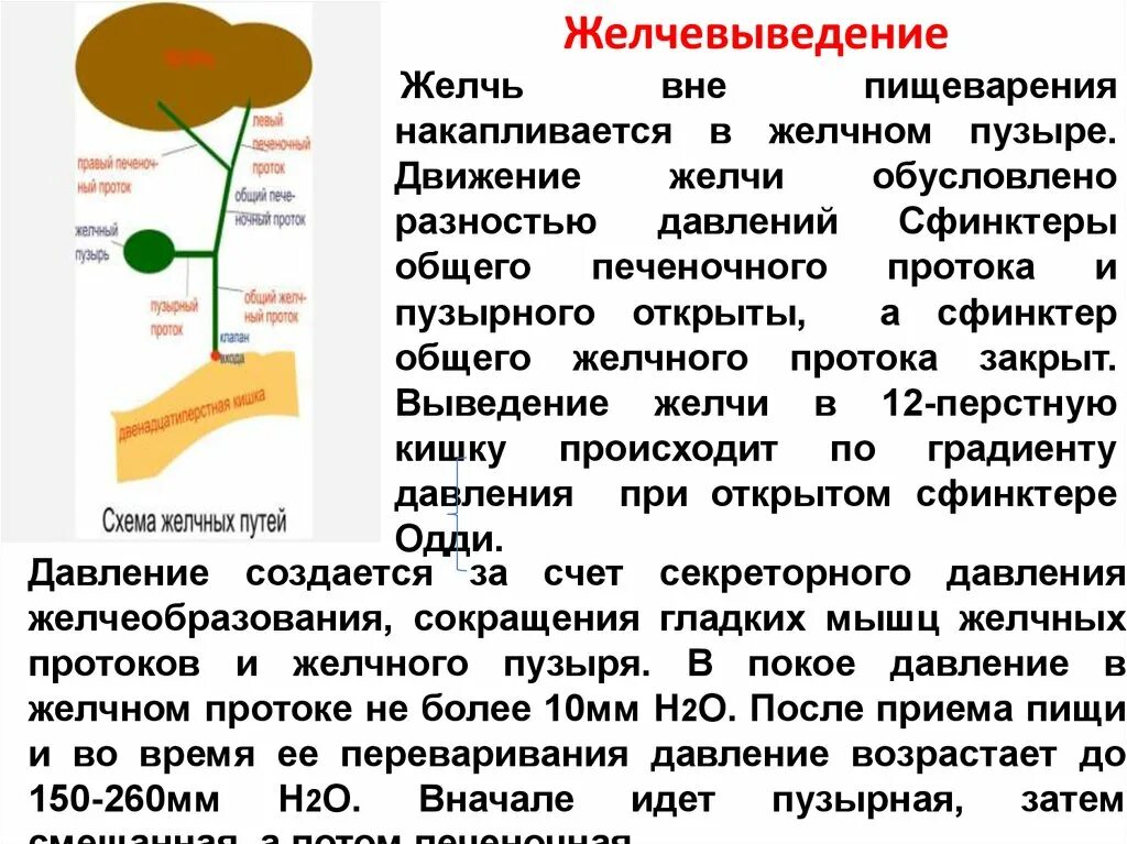 Движение желчи из печени. Движение желчи в организме схема. Желчь попадает в желчный пузырь. Желчь, накапливающаяся в желчном пузыре.