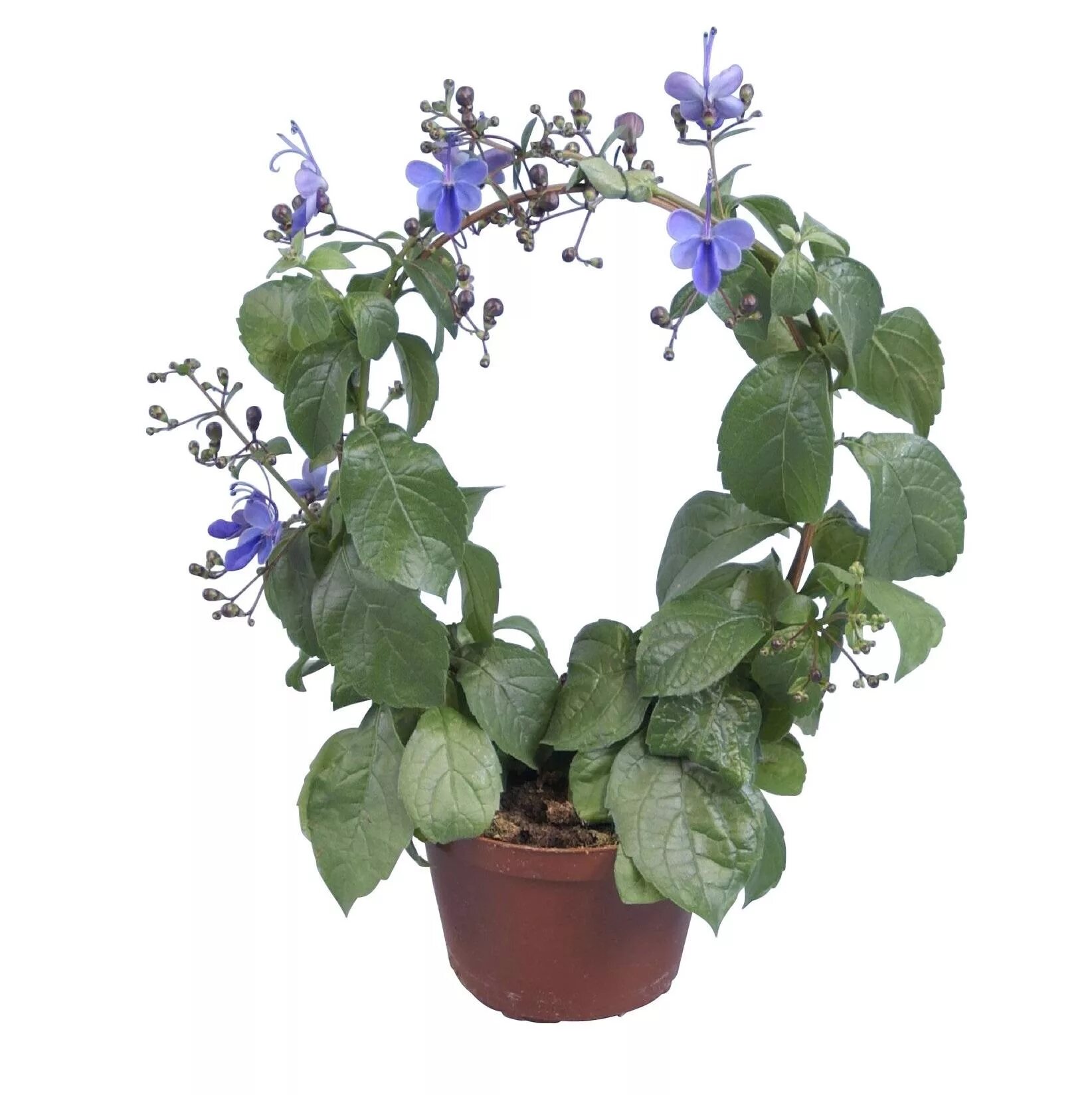 Клеродендрум горшок. Клеродендрум. clerodendrum ugandense. клеродендрум угандийский clerodendrum ugandense. клеродендрум угандийский в горшке.