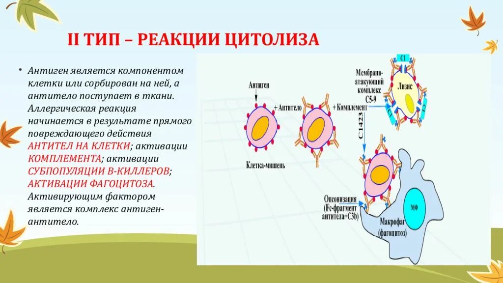 Второй тип аллергической реакции. Схема аллергической реакции 2 типа. цитотоксический тип аллергической реакции антигены. реакции клеточно-опосредованного цитолиза. реакции клеточно-опосредованного цитолиза типы.