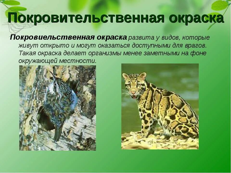 Защитная окраска хищных животных примеры. Адаптация покровительственная окраска. покровительственная окраска леопард. покровительственная окраска хамелеон. типы покровительственной окраски.