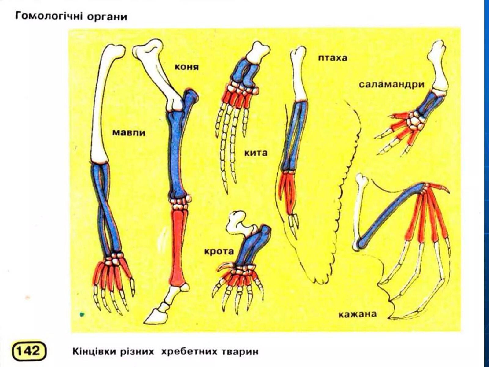 Гомологічні органи. Гомологичные органы. Гомология передних конечностей позвоночных (саламандра,. Аналогичные органы.