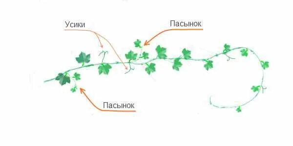 Формирование кустов тыквы. Прищипка арбузов в открытом грунте схема. формирование арбузов в открытом грунте схема. прищипывание арбузов в открытом грунте схема. прищипывание арбузов в теплице схема.