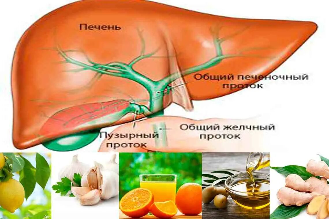 Желчный застой в печени. Печень и желчный пузырь. Печень и желчевыводящие пути. Заболевания желчных путей и печени. Очистить желчный пузырь и печень.