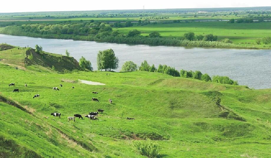 лесостепь воронежской области. какая поверхность в вашем крае. гребенская гора гороховец. форма земной поверхности брянской области. вязовая роща нерль.