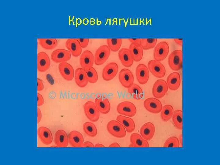 Зарисуйте эритроцит опишите его форму. Зарисуйте эритроцит опишите его форму