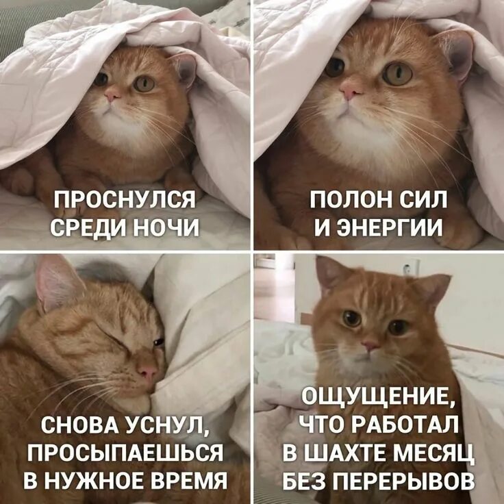 Мемы про котят. Мемы с котами. Мемы с котами и надписями. Коты мемы с надписями. Смешные мемы с котами и надписями.