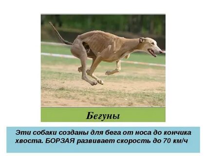 Собака бежит со скоростью
