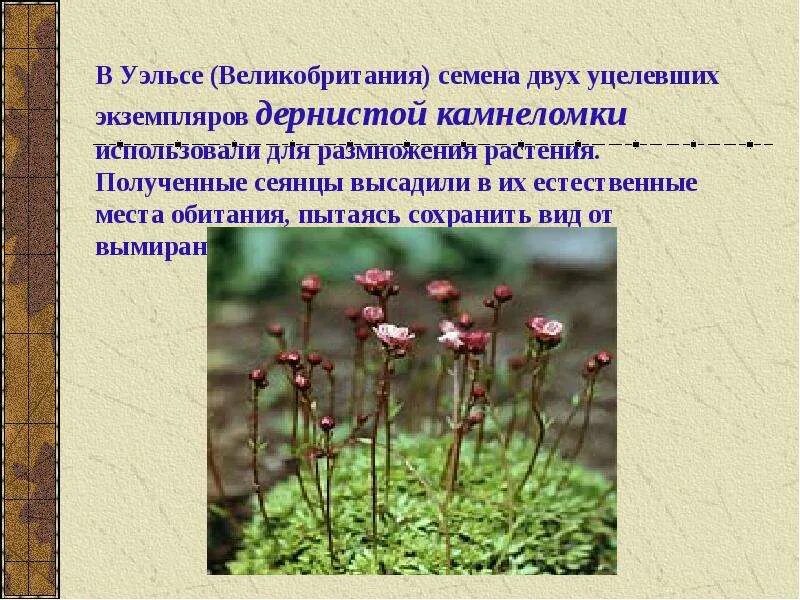 Камнеломка в какой природной зоне. 1 Камнеломка Болотная. Камнеломка Коржинского. Камнеломка Болотная красная книга. Покрытосеменные растения камнеломка Болотная.