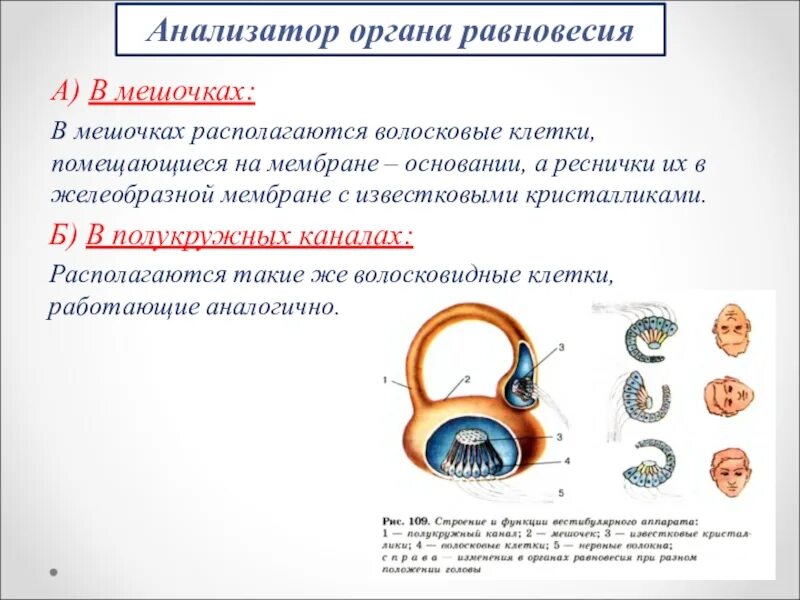 Функции органа равновесия 8 класс. Орган равновесия 8 класс биология. анализатор органа равновесия.