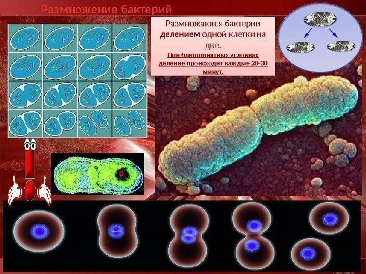 Размножение бактерий 9 класс биология. Размножение микроорганизмов. Деление бактерий. Бактериальные клетки размножаются. Клетки большинства бактерий можно