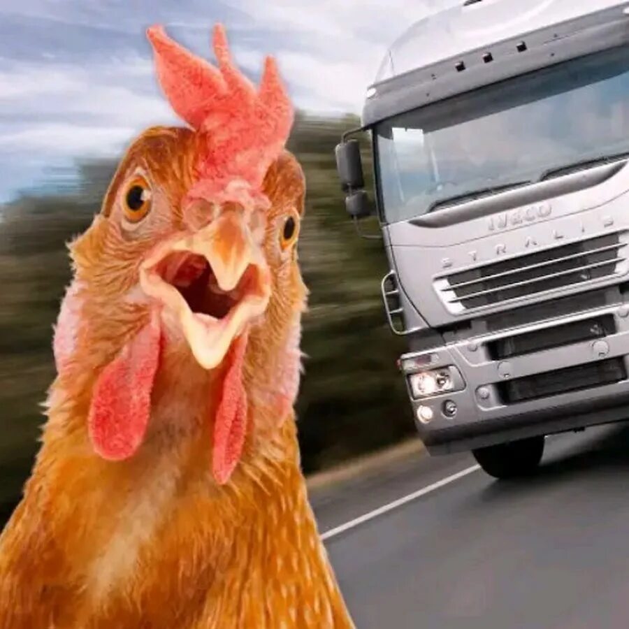 Симулятор чикен. Игра где курочка переходит дорогу. Chicken challenge игра. Chicken challenge. Курица переходит дорогу игра.