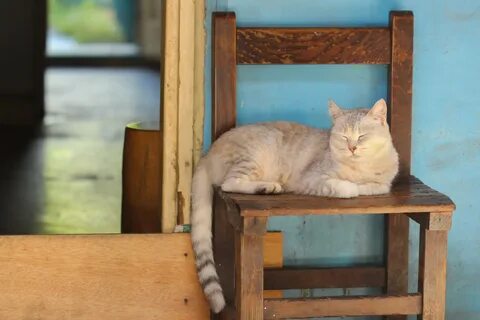 Cat chair