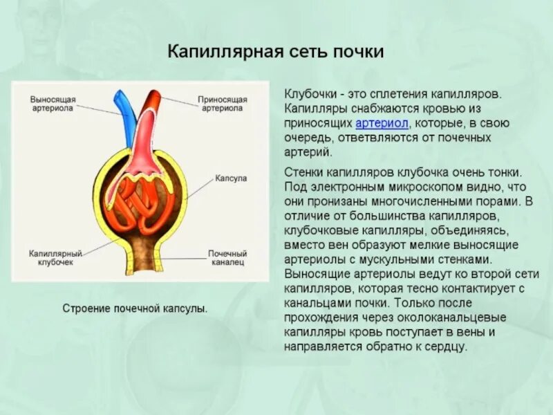 Какая кровь в клубочке нефрона. Функция капиллярного клубочка почек. Строение капиллярного клубочка почки. Капиллярный клубочек капсулы нефрона выносящая артериола. Мочевыделительная система человека капсула Шумлянского.