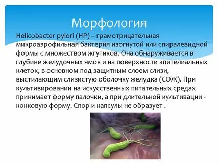Восстановление после хеликобактер